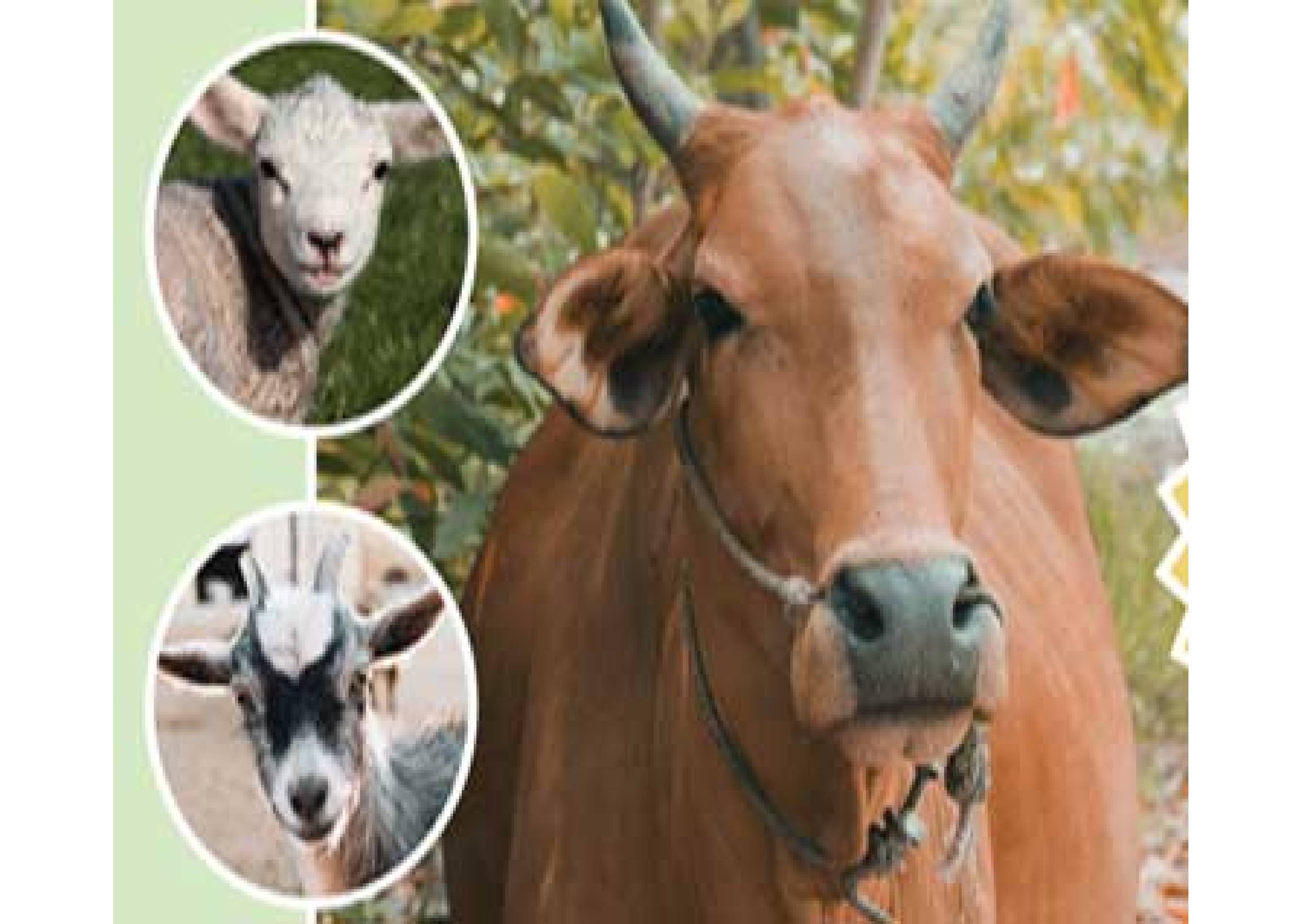Qurbani Udhiyah